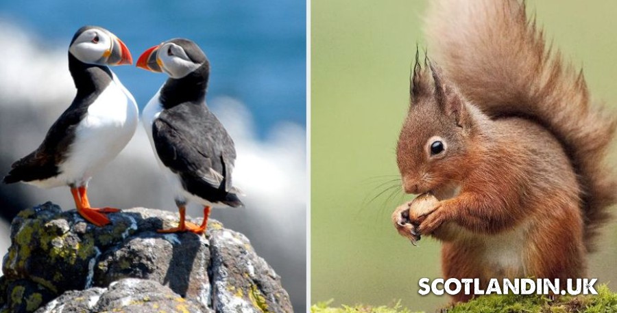 fauna of scotland