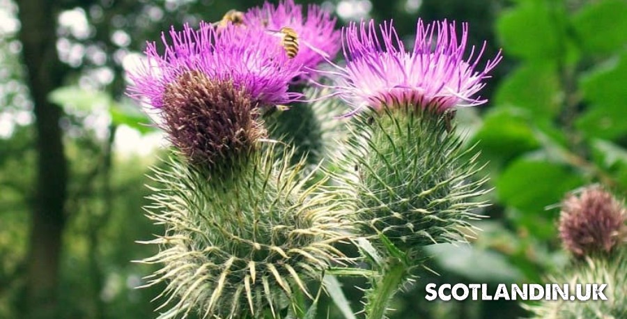 flora of scotland
